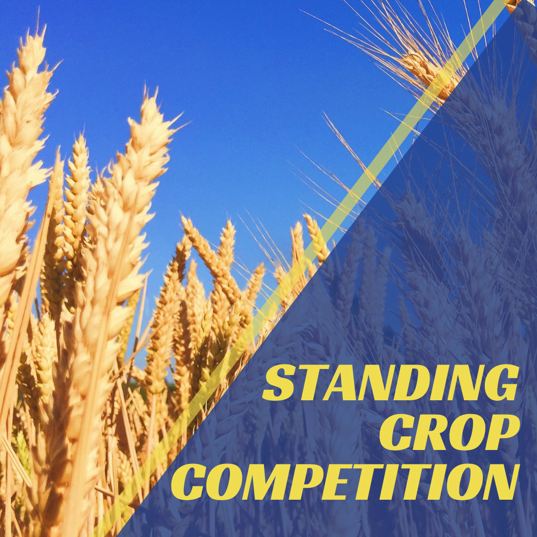 STANDING CROP COMPETITION (Instagram Post)